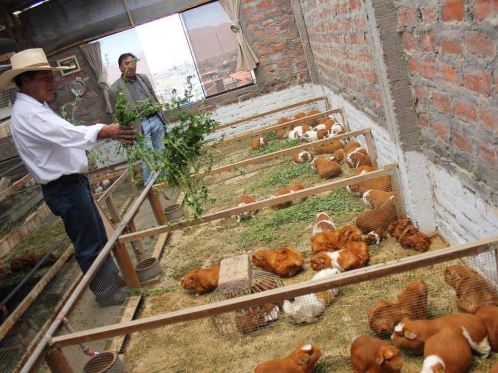 CuyControl: Lleva tu Granja de Cuyes a un Nivel Profesional y Más Rentable